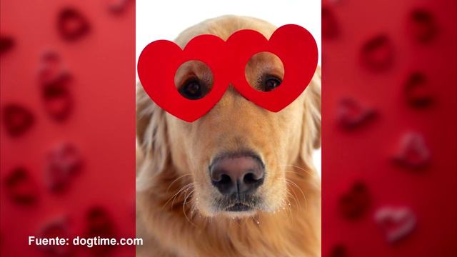 100 fotos de perros ✨bonitos y adorables ✨en San Valentín💖14 de febrero💖Día del amor y la amistad💖