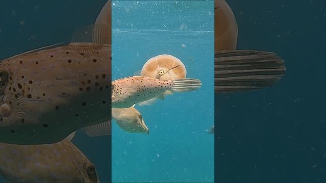 Водный мир.