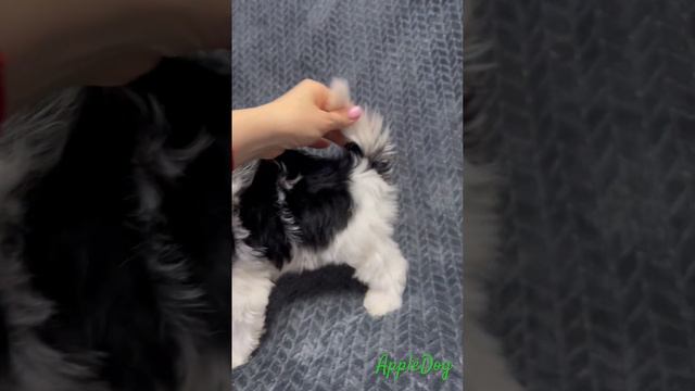 Бивер Девочка Ребекка 2.5 мес. Продается #puppy #щенок #biewer #бивер #йорк