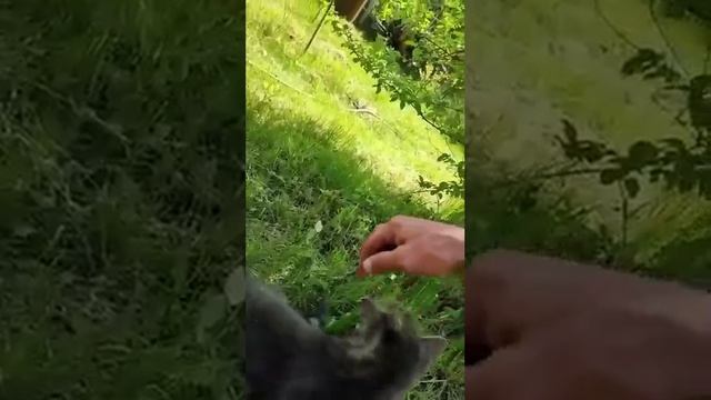 Любопытной варваре чуть нос не оторвали