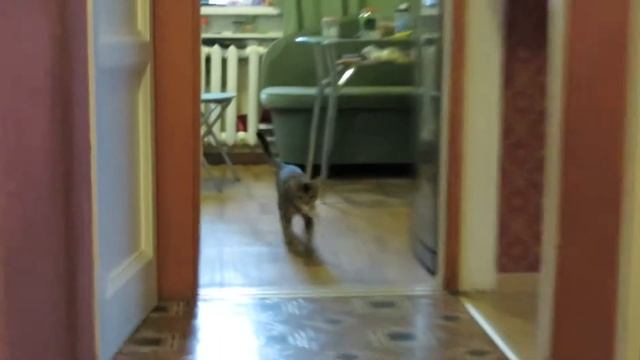 Смешные кошки. ну чем не собака