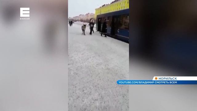 В Норильске девушка зашла в автобус с северным оленем