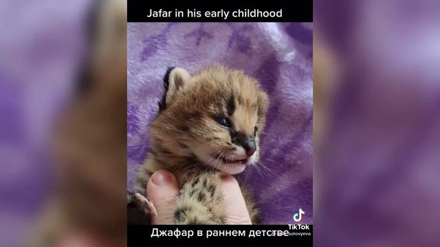 ХОТИТЕ ЗАВЕСТИ КОТА БЕНГАЛА ПОСМОТРИТЕ ЭТО ВИДЕО !!!!