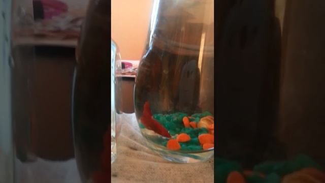 Пришлось рассадить купленных петушков по отдельности.