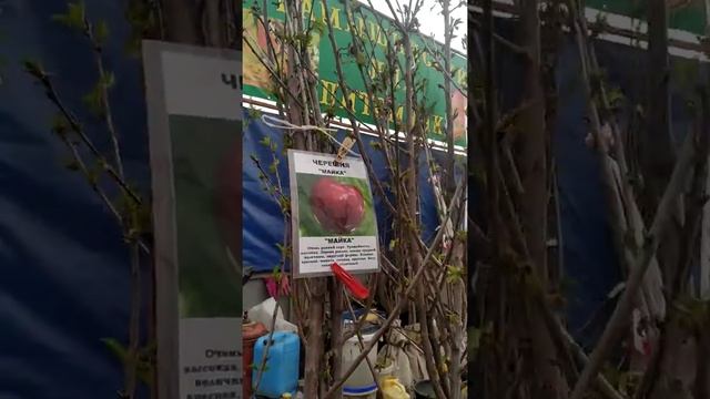 Народная ярмарка г.Волгоград Дзержинский район, продажа саженцев 07.05.2021г.