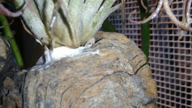 TILLANDSIA #1 -ionantha-(fire?)