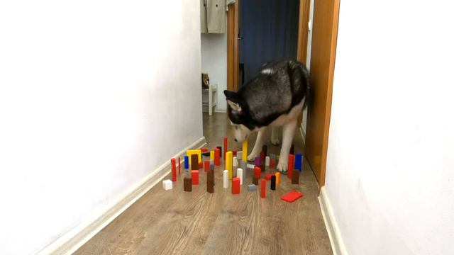 Careful Huskies VS Crazy Cats! Obstacle Challenge Dog And Cat