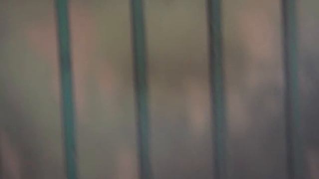 Приют для бездомных собак "ЗооЩит"