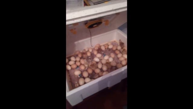 Инкубация яиц в домашних условиях 2 часть