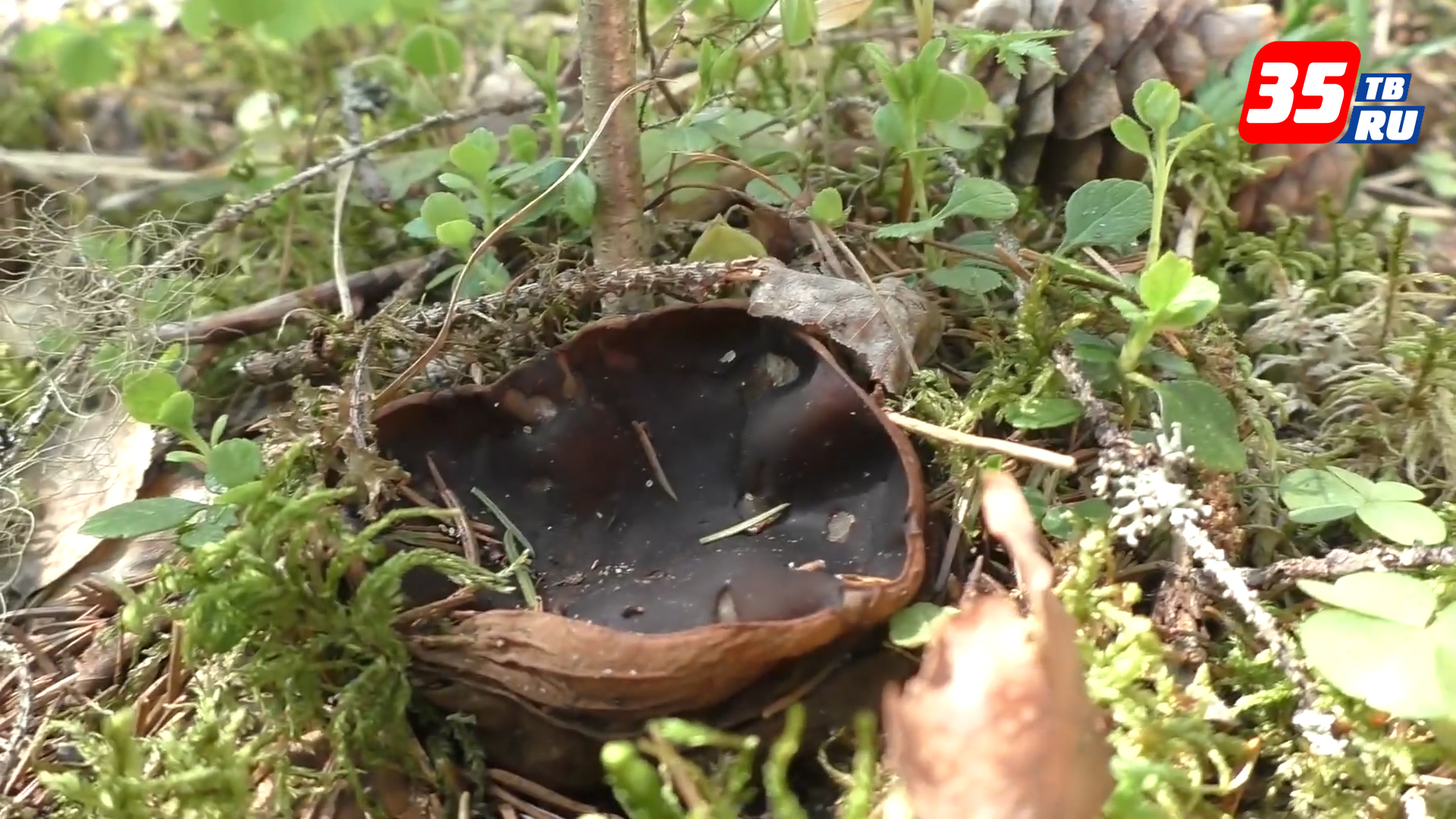 «Молодильные яблоки»: этой весной в лесах Вологодчины отмечают обилие редких грибов
