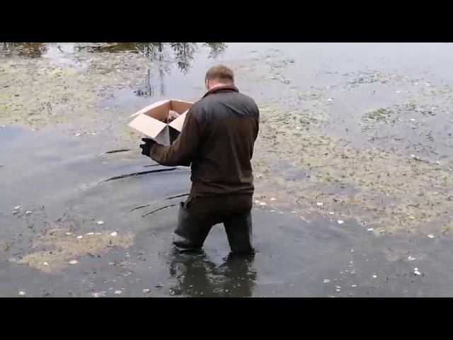 Запустили рака в дачный водоем