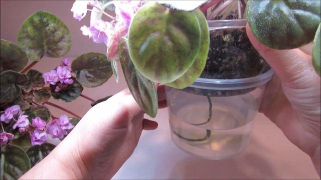 GLITTER FOUNTAIN Trailer - African Violet Review