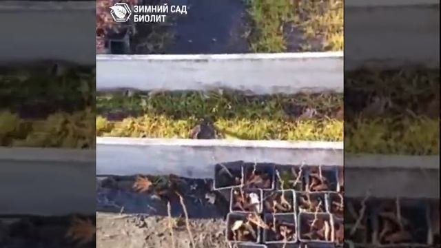 Где зимуют растения в питомнике Биолит3