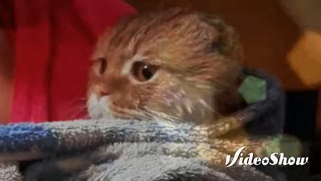 Фото моего кота!