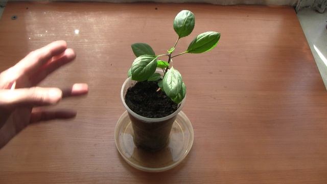Как поливать саженцы, сеянцы.