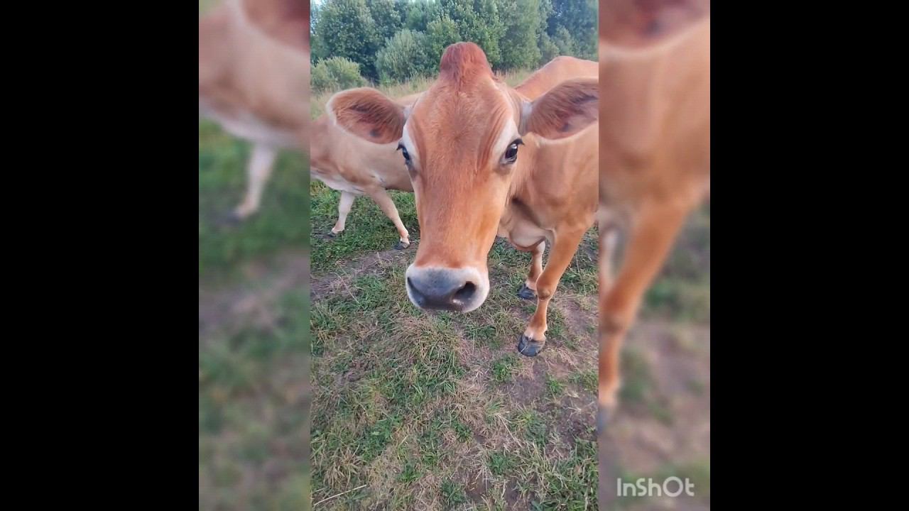 #cow #dog #summer❤