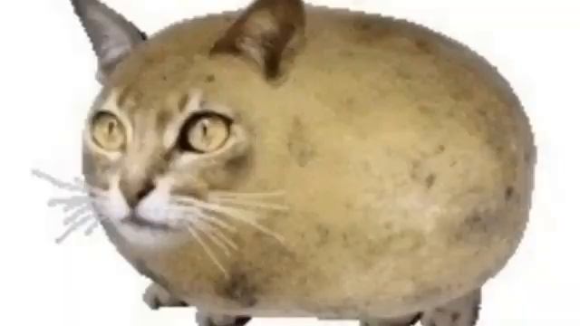 Мышка - сосиска, собачка - жвачка, кошка - картошка мем