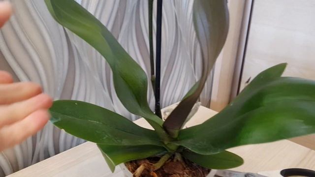 Новая ОРХИДЕЯ "Панда"? РАСПАКОВКА