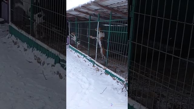 Русские пегие гончие ( молодежь)
