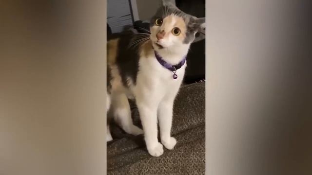 Смешные животные - Смешные кошки/собаки/птицы - Смешные видео с животными 51