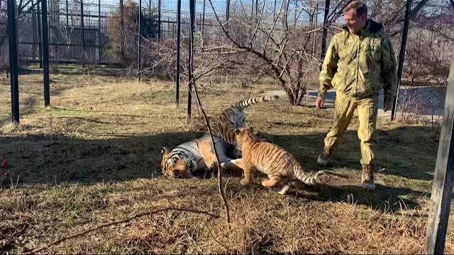 Мы в вольере у тигров! МАМА ТИГРИЦА НЕ ИГРУШКА !!!