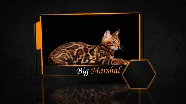 Питомник бенгальских кошек. " Big Marshal "