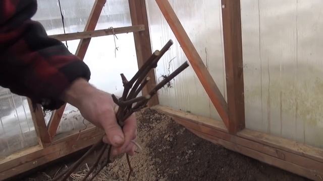 Виноград в теплице. Видео для начинающих