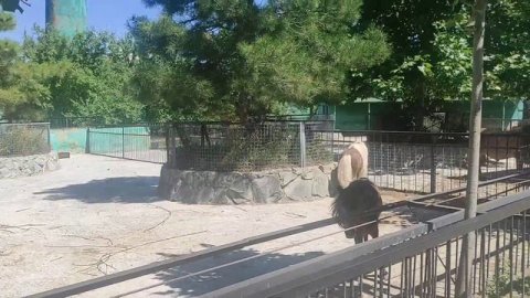 VLOG парк львов в Крыму ?? Тигры, слоны и много животных ?? #кирусик #крым #паркльвов #животные