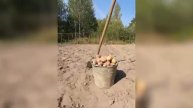 Копка картофеля лопатой.