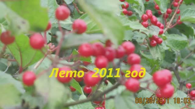 покос 2011