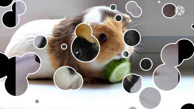 фото морских свинок 🐹