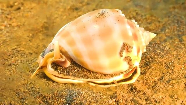 The Best 4K Aquarium ? The Hours of Beautiful Coral Reef Fish - Sleep Relax Meditation Music