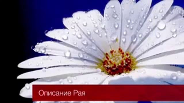 Надир абу халид-описание рая