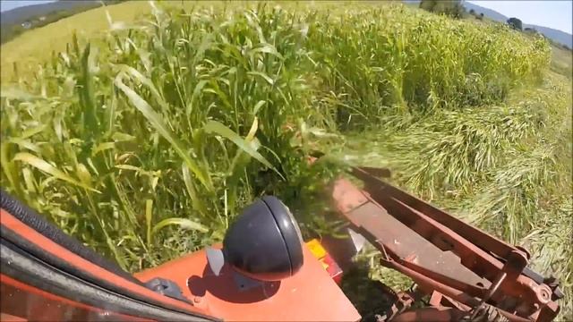 IMT 539 u Akciji Kosenje Sudanske Trave-Sorghum Ernte Vs. Sudangras vs. FAHR Kreiselmäher