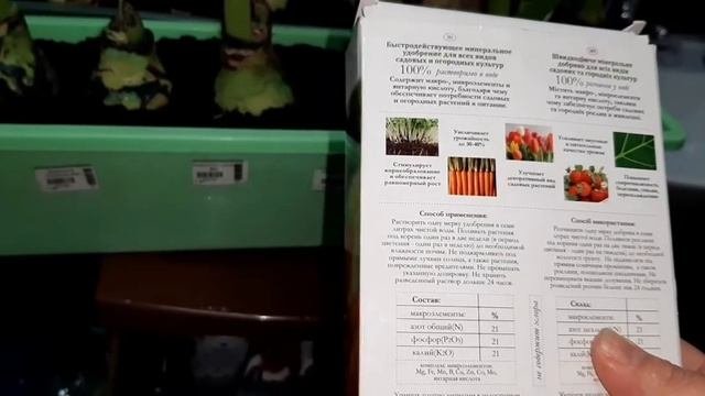 АмариллисыОт покупки до цветенияУдобряюЧасть 4