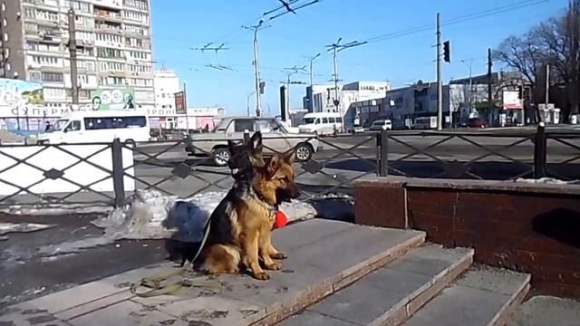 Дрессировка собак, идет обучение, а Куба и Фея идут в Мак 06 02 2016