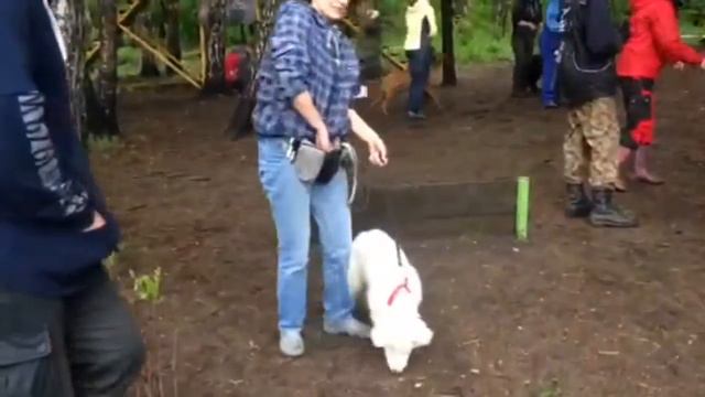 Лукас, бшо, площадка DogCity