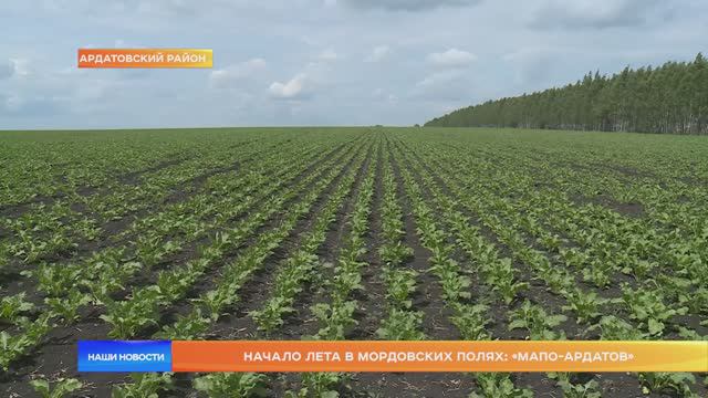 Начало лета в мордовских полях: «МАПО-Ардатов»