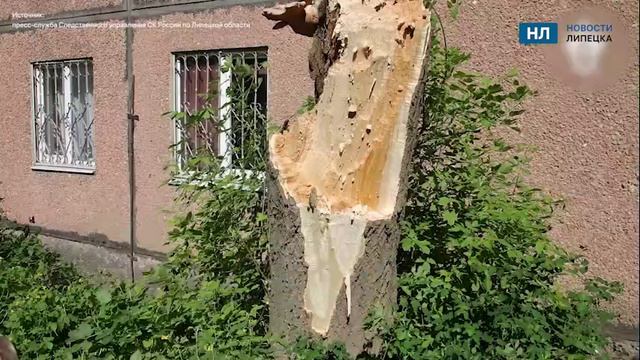 Из - за пострадавших от падения дерева в Липецке возникло уголовное дело