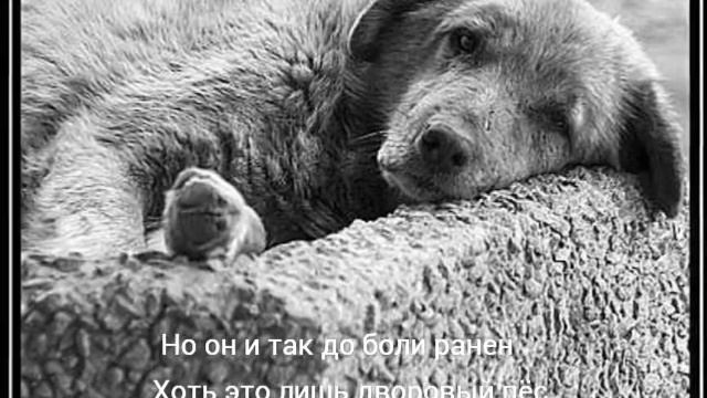 Животные,самые грустные картинки.