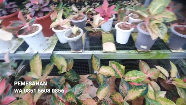 HARGA AGLONEMA KOLEKSI BEST SELLER | SPESIAL HARGA TURUN DRASTIS PAKET 100RB