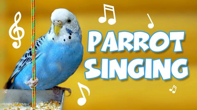 Пение волнистого попугая Parrot Sing