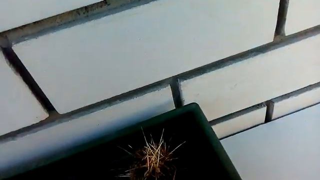Выношу кактусы на улицу. 26.05.2019