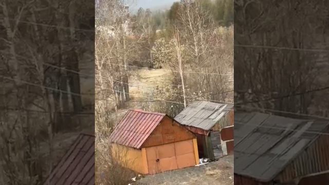 В Магаданской области пенсионерка отругала и прогнала голодного медведя палкой