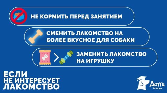 Курс дрессировки собак "Управляемая Городская Собака". Правила дрессировки собак. 1 урок.