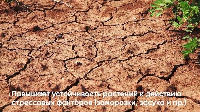 Инокулянт для подсолнечника Planteco Комплексный биопрепарат для предпосевной обработки семян.