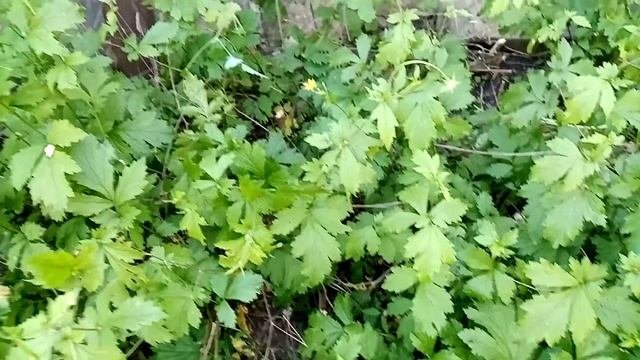 Гравилат городской. Диарея, дизентерия. Мужская трава.