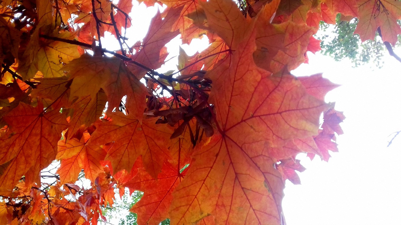 БЕССАРАБСКАЯ ОСЕНЬ.