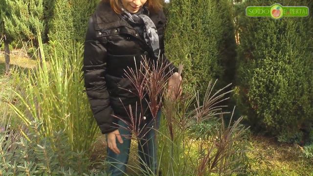 Dekoratyvinės žolės. Miskantai (lot. Miscanthus)