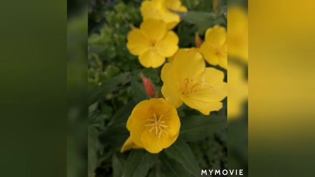 Красота нашего сада!,?